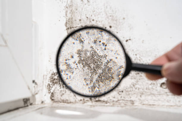 Mold Odor Removal Services in Dewey Humboldt, AZ